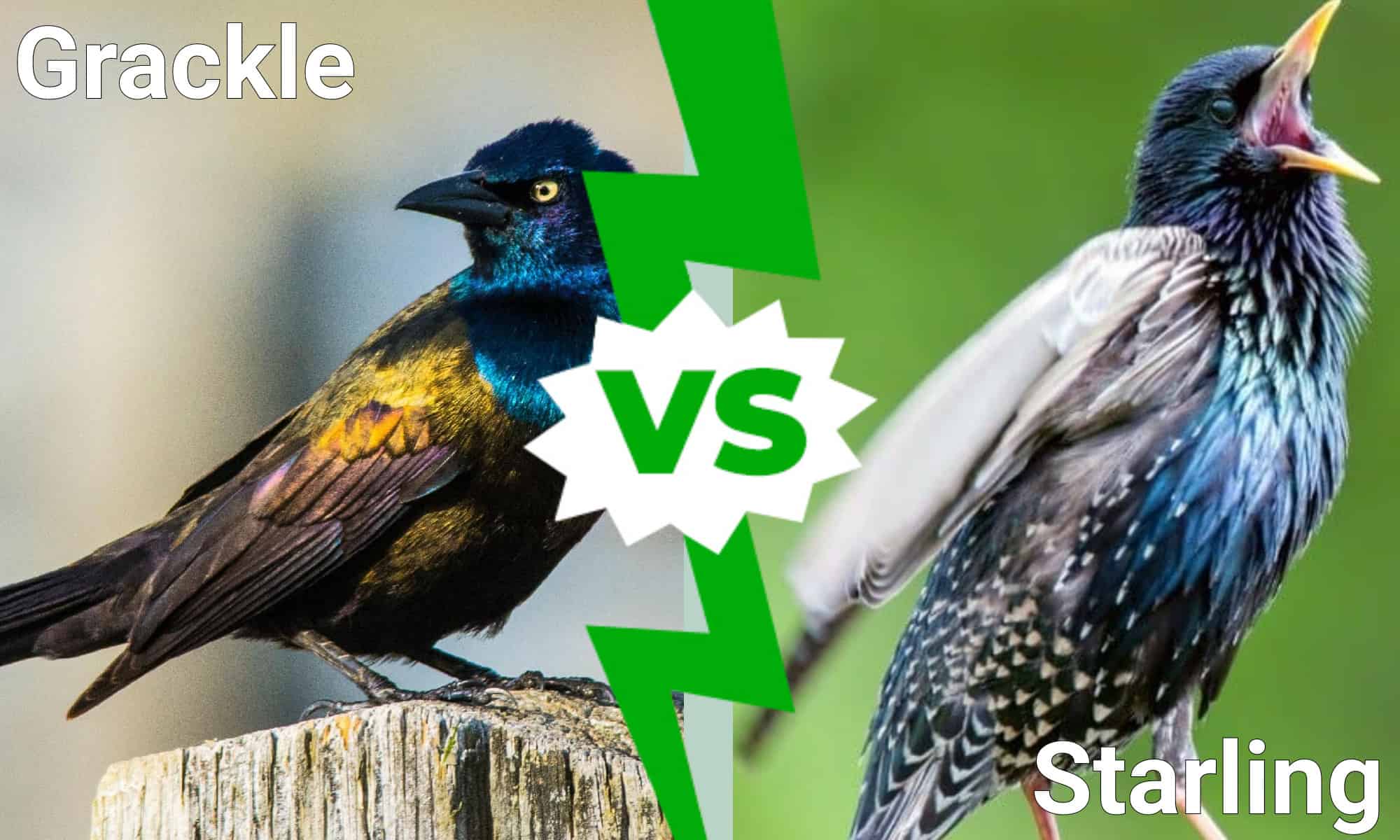 Grackle vs Starling: 7 differenze chiave