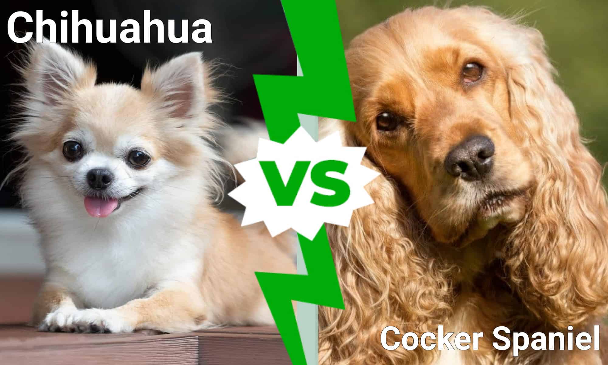 I cani più carini del mondo: Chihuahua vs.  Cocker spaniel