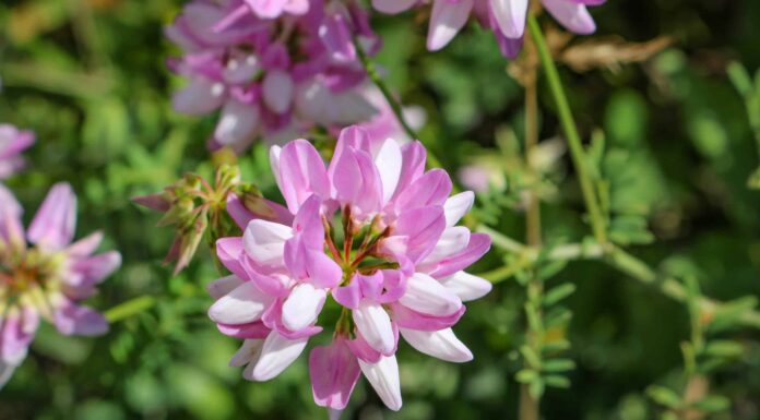 Queste 7 piante velenose trovate nel Missouri sono molto pericolose
