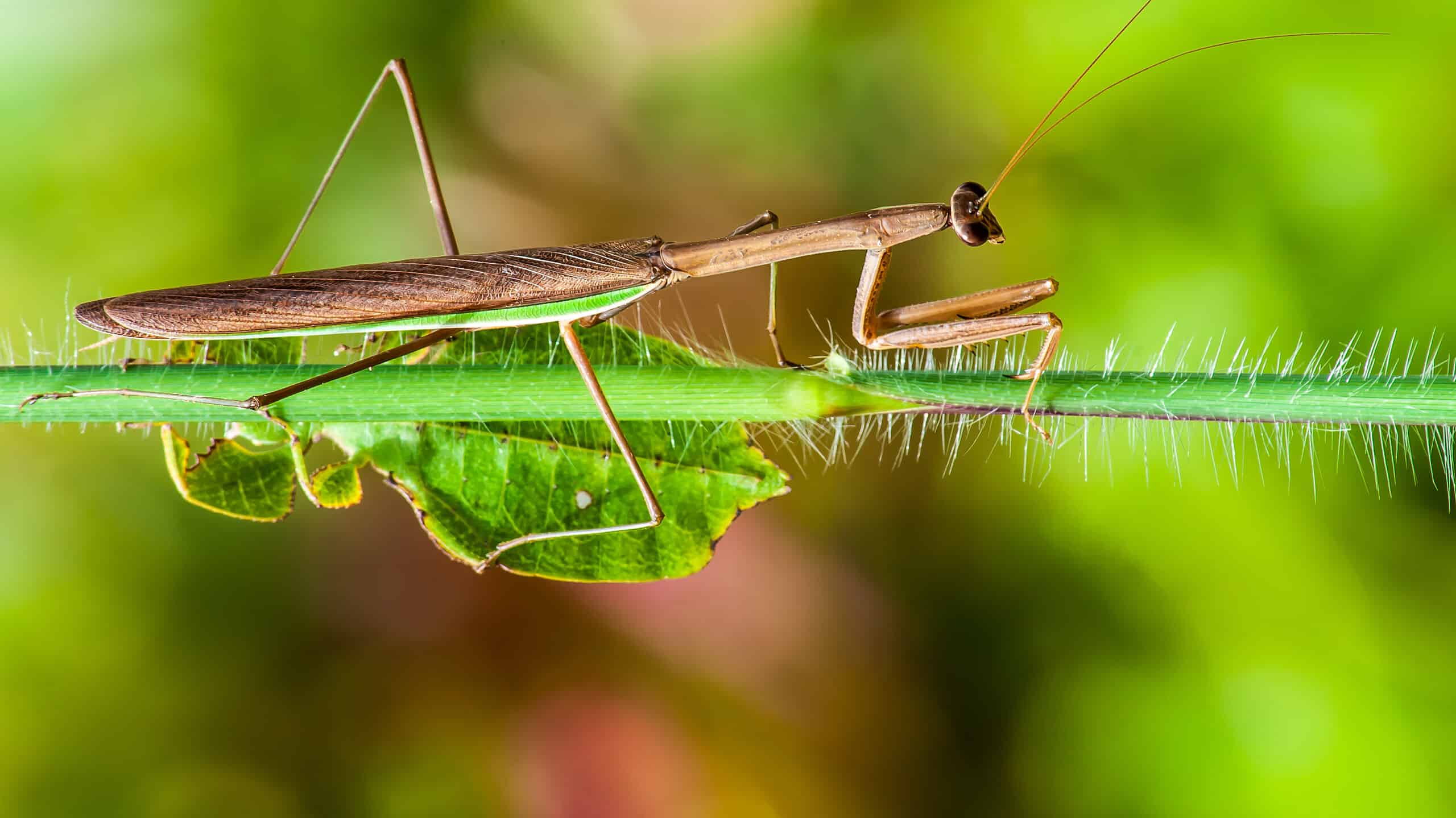 Scopri l'insetto ufficiale dello stato della Carolina del Sud
