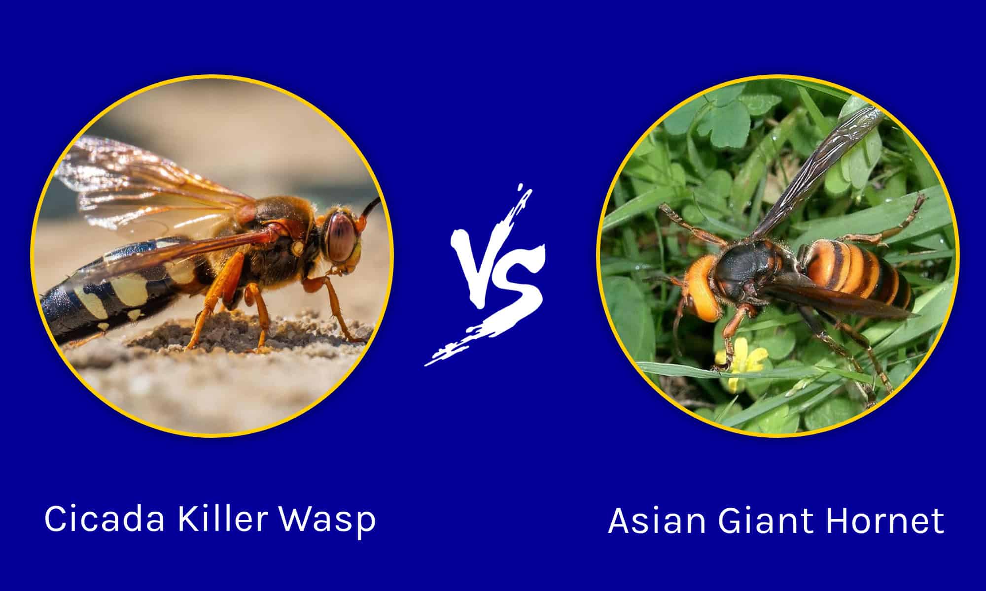 Cicada Killer Wasp vs. Asian Giant Hornet: 5 differenze chiave