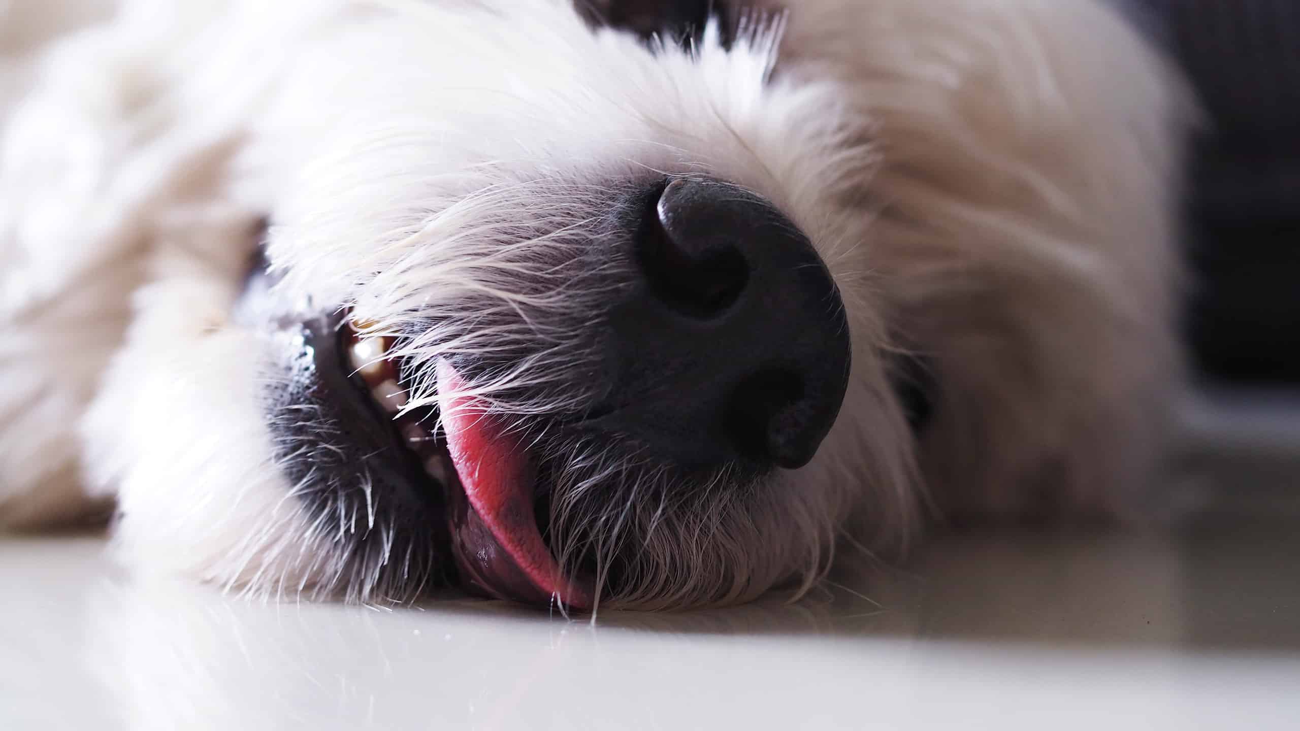 Tipi di epilessia nei cani