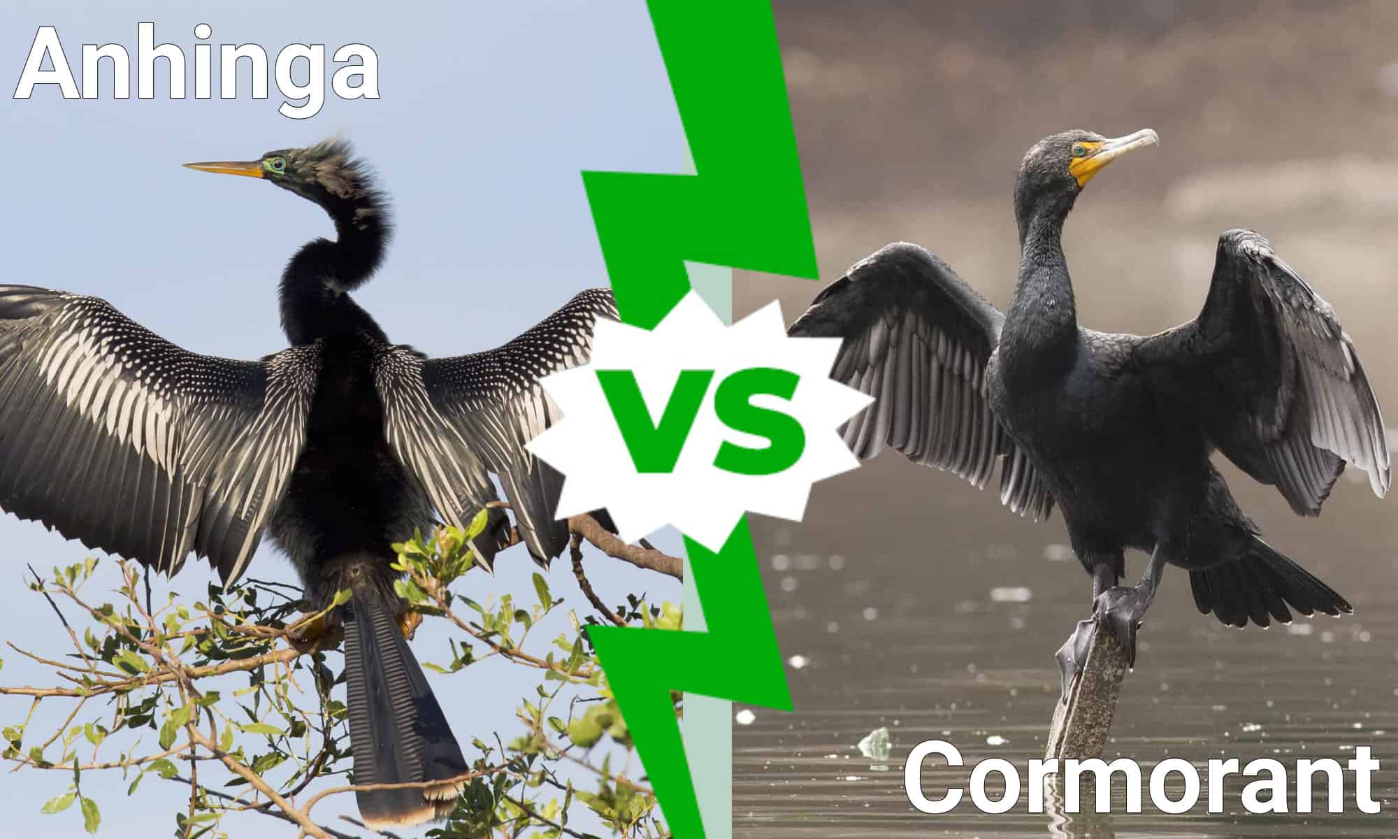 Anhinga vs Cormorant: 12 differenze chiave