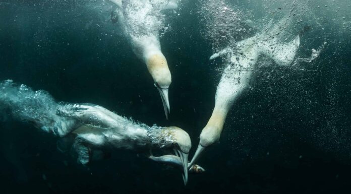 Scopri 11 tipi di uccelli che possono nuotare sott'acqua
