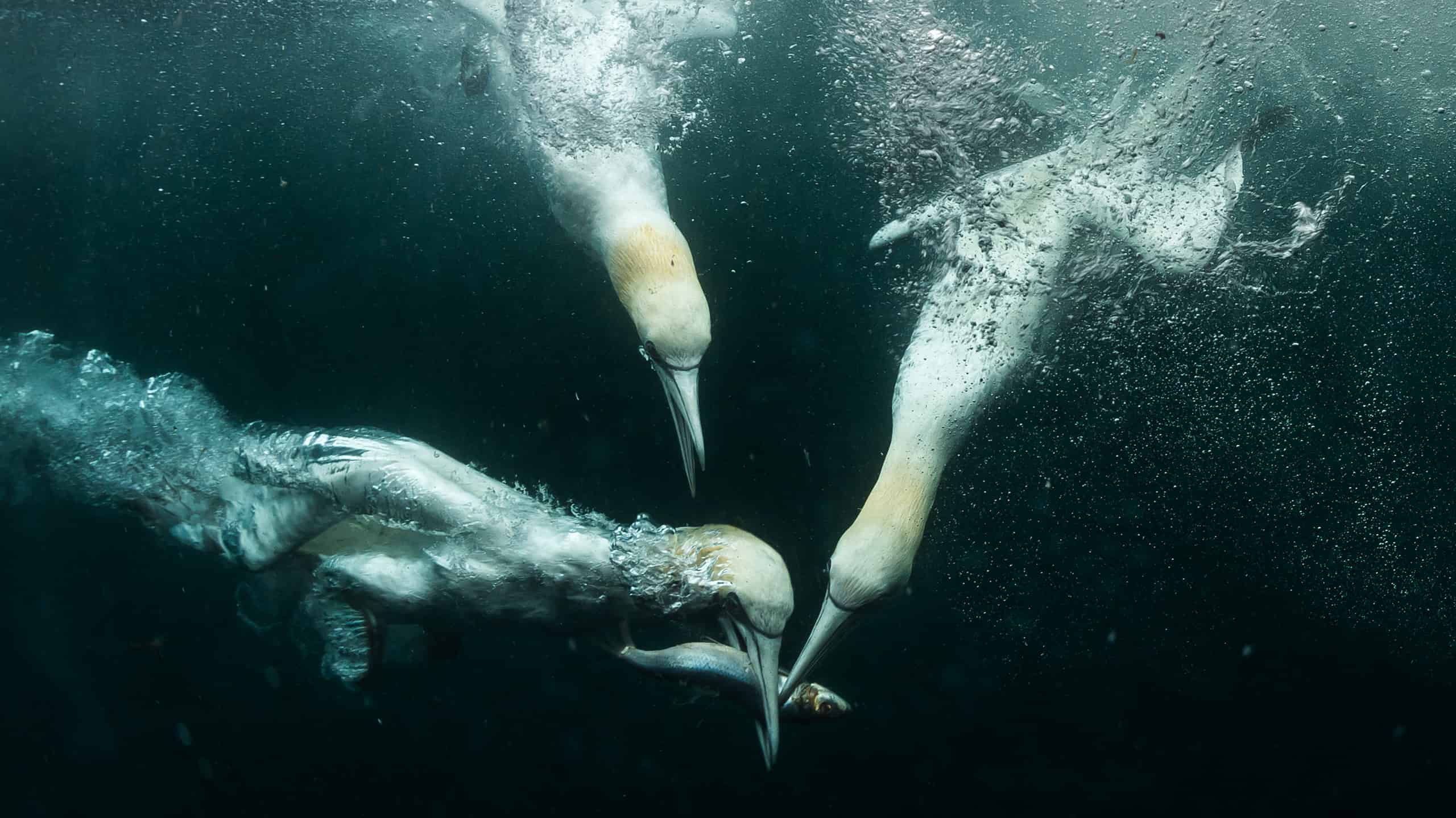 Scopri 11 tipi di uccelli che possono nuotare sott'acqua