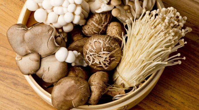 Come conservare i funghi freschi
