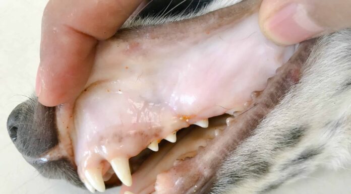 Gengive di cane sane vs malsane: segnali di pericolo e consigli per la cura
