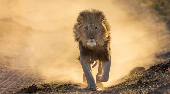  Quanto pesano i leoni?  Grafico per età e sesso
