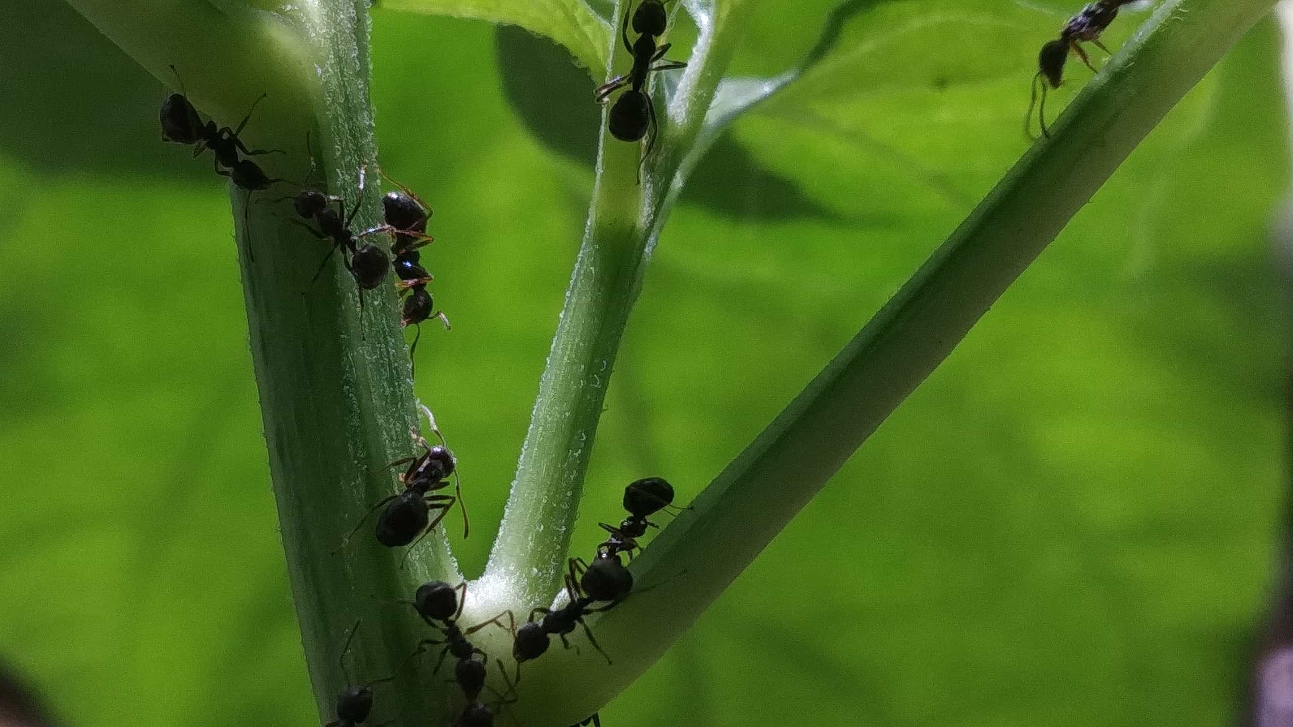 I Pennsylvaniani si preparano!  Questi 5 tipi di formiche emergeranno quest'estate