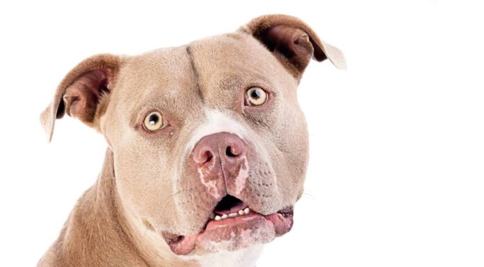 One black Pitbull dog wearing a black and orange collar posing on the grass by a white fence in the background