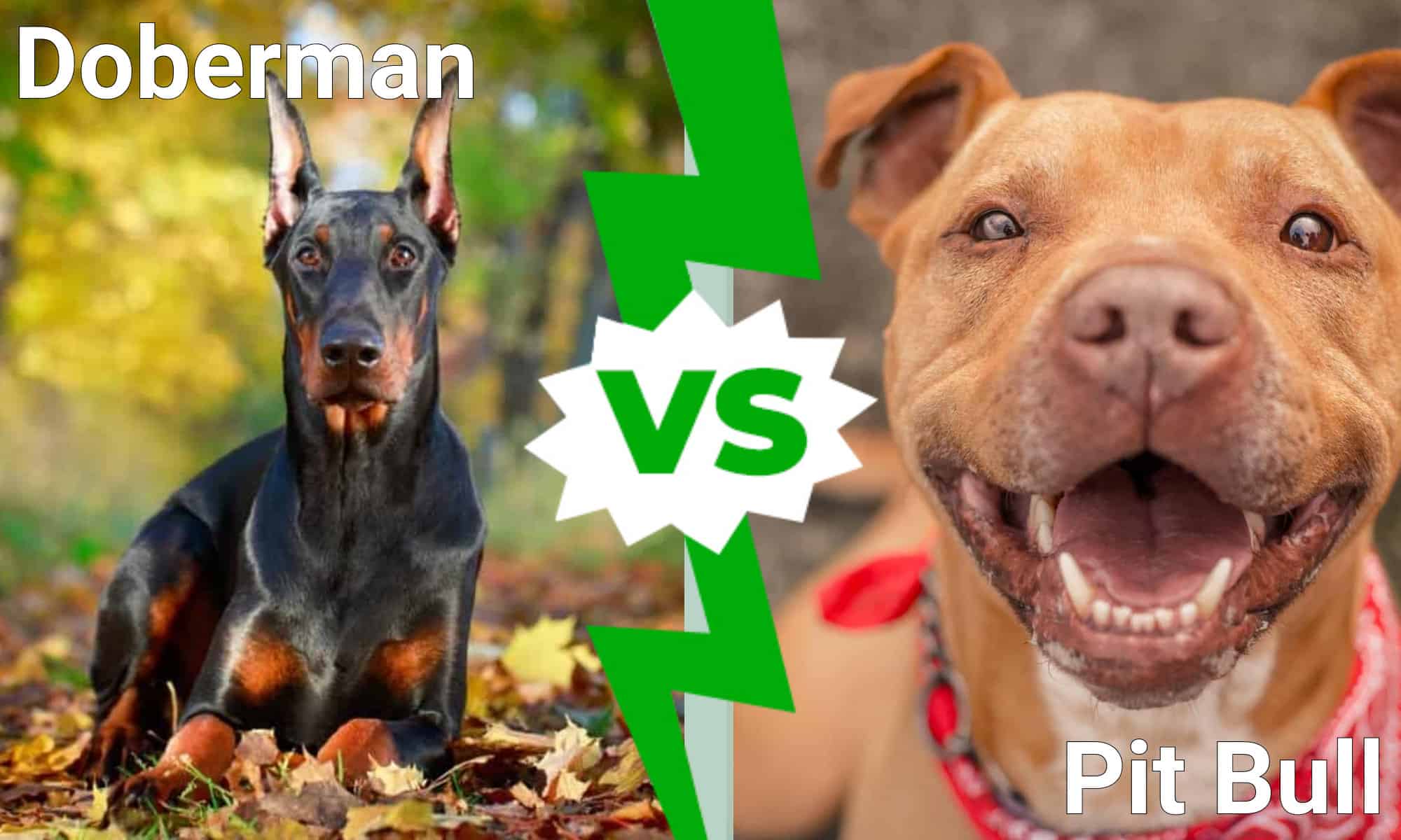 Doberman Pinscher vs.  Pit Bull: quale cane vincerebbe in un combattimento?