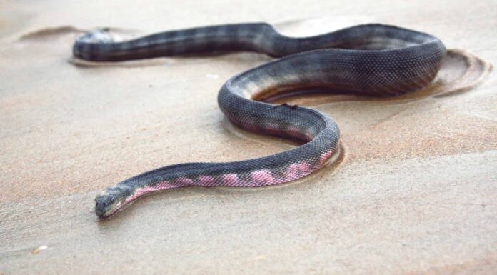 Epiche battaglie in acque profonde: la pastinaca più grande del mondo contro il serpente di mare più velenoso
