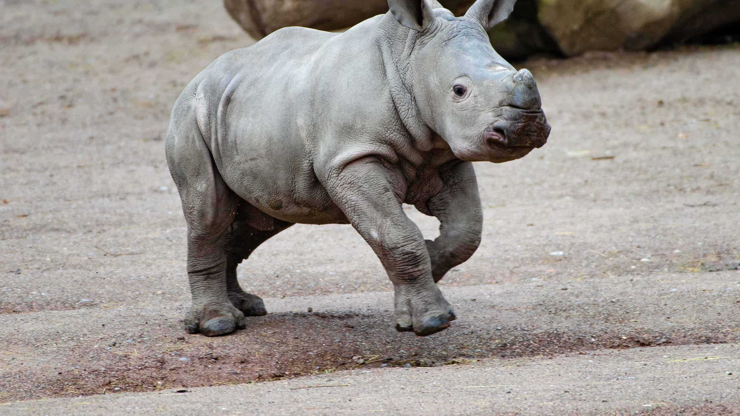 Video mozzafiato che cattura una minacciosa leonessa che riflette su un attacco di rinoceronte