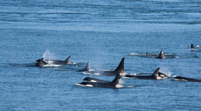 Orca (Killer Whale) Spirit Animal Simbolismo e significato
