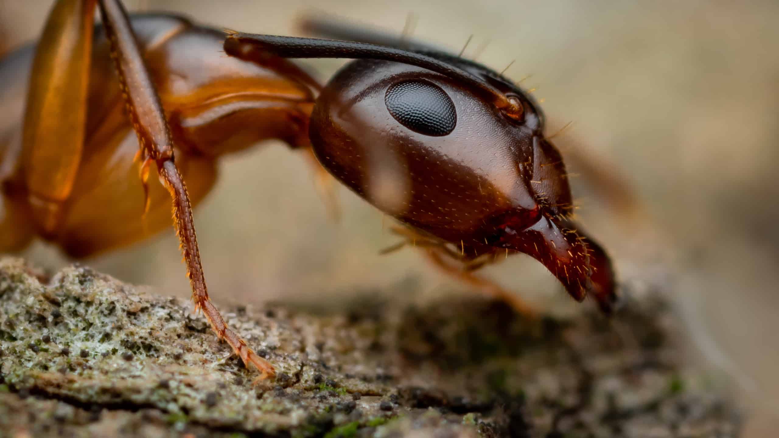 Scopri i 7 tipi di formiche che emergeranno in Alabama quest'estate