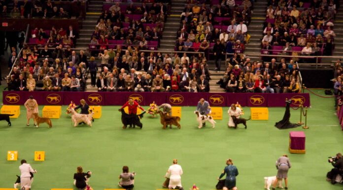 Incontra Buddy Holly: il vincitore del 