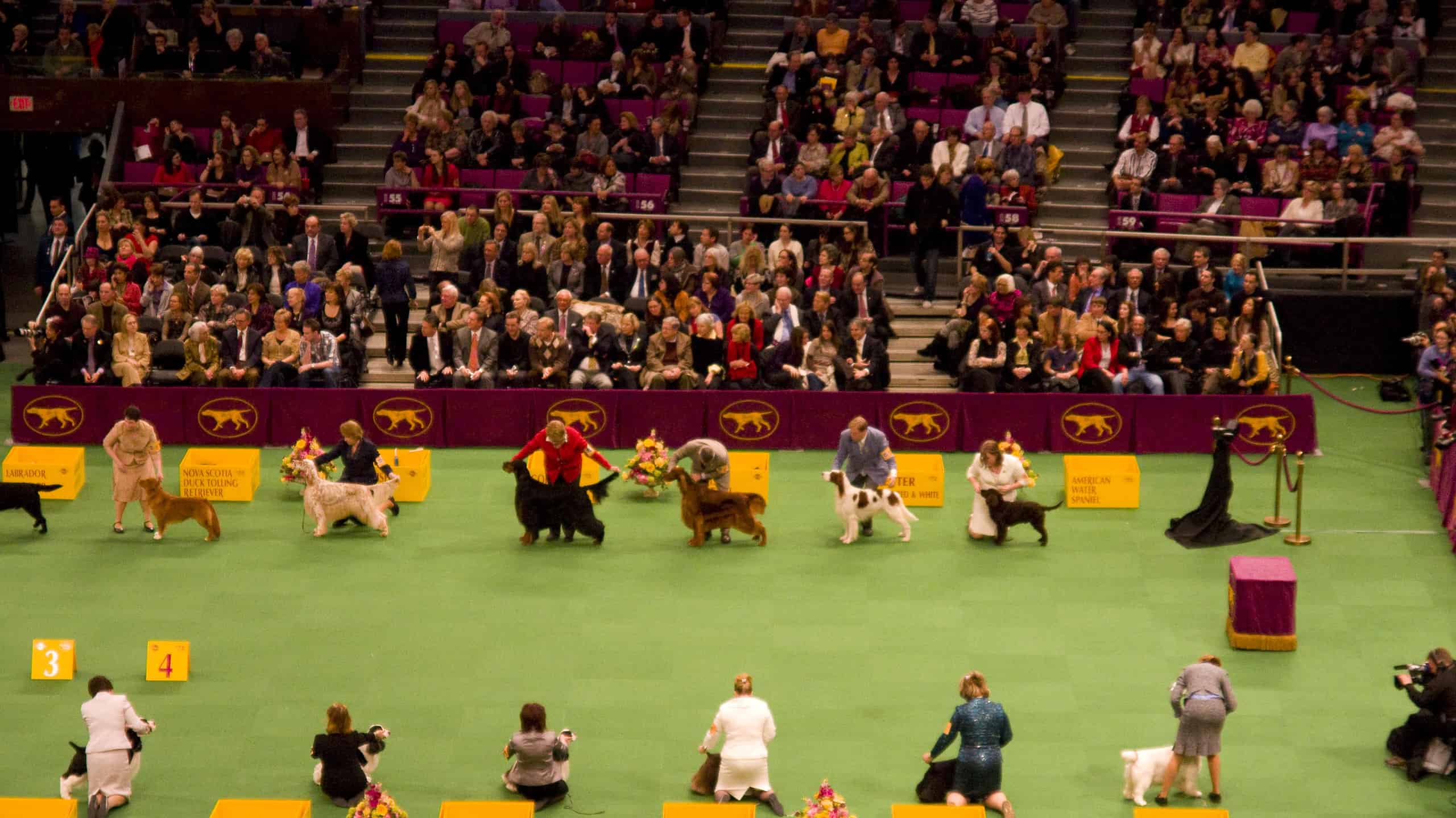 Incontra Buddy Holly: il vincitore del "Best in Show" del 2023 al Westminster Kennel Club Show