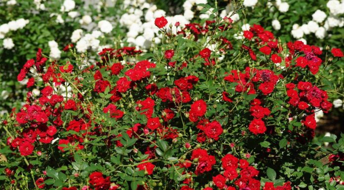 8 suggerimenti su cosa piantare con le rose
