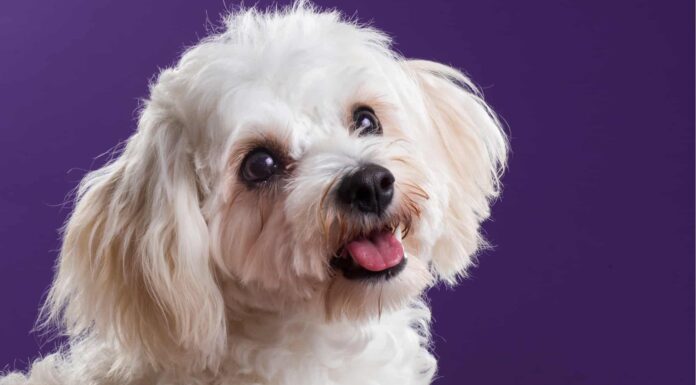 I migliori tipi di razze di cani di design
