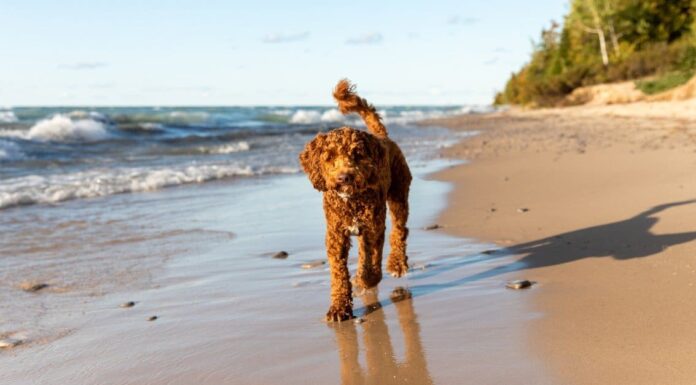 Progressione di Labradoodle: crescita, pietre miliari e suggerimenti per l'allenamento
