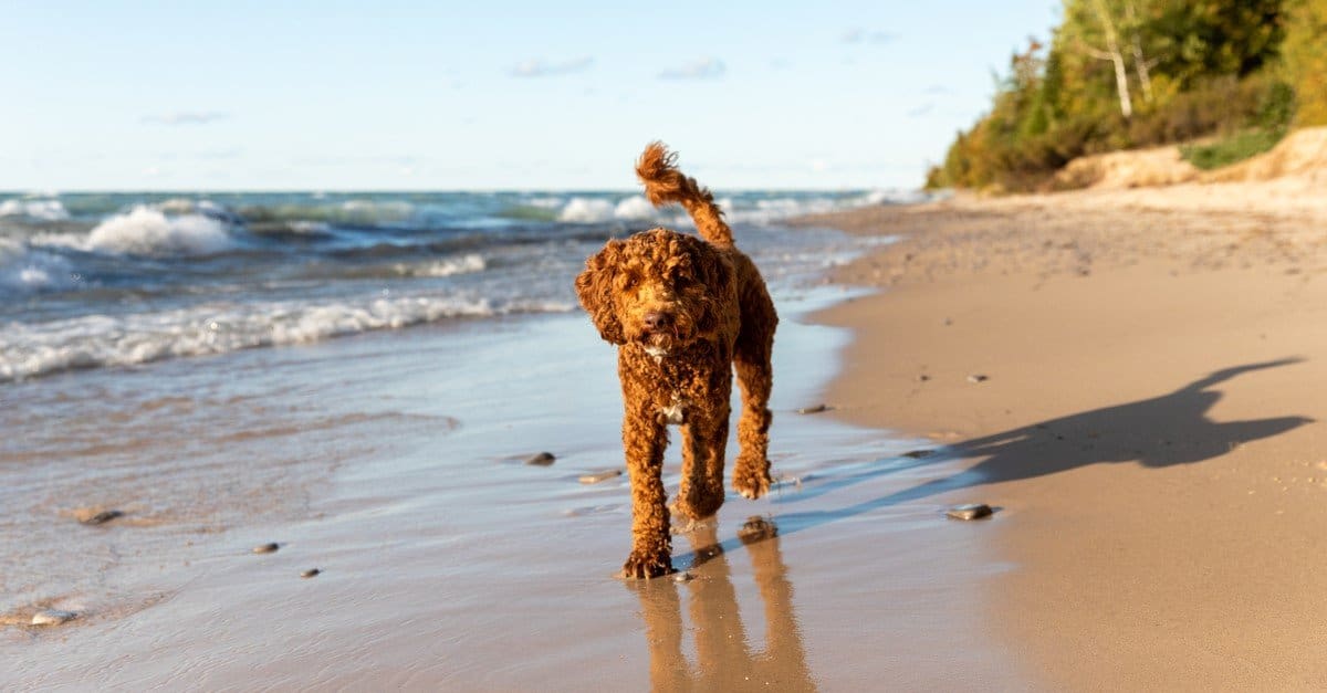 Progressione di Labradoodle: crescita, pietre miliari e suggerimenti per l'allenamento