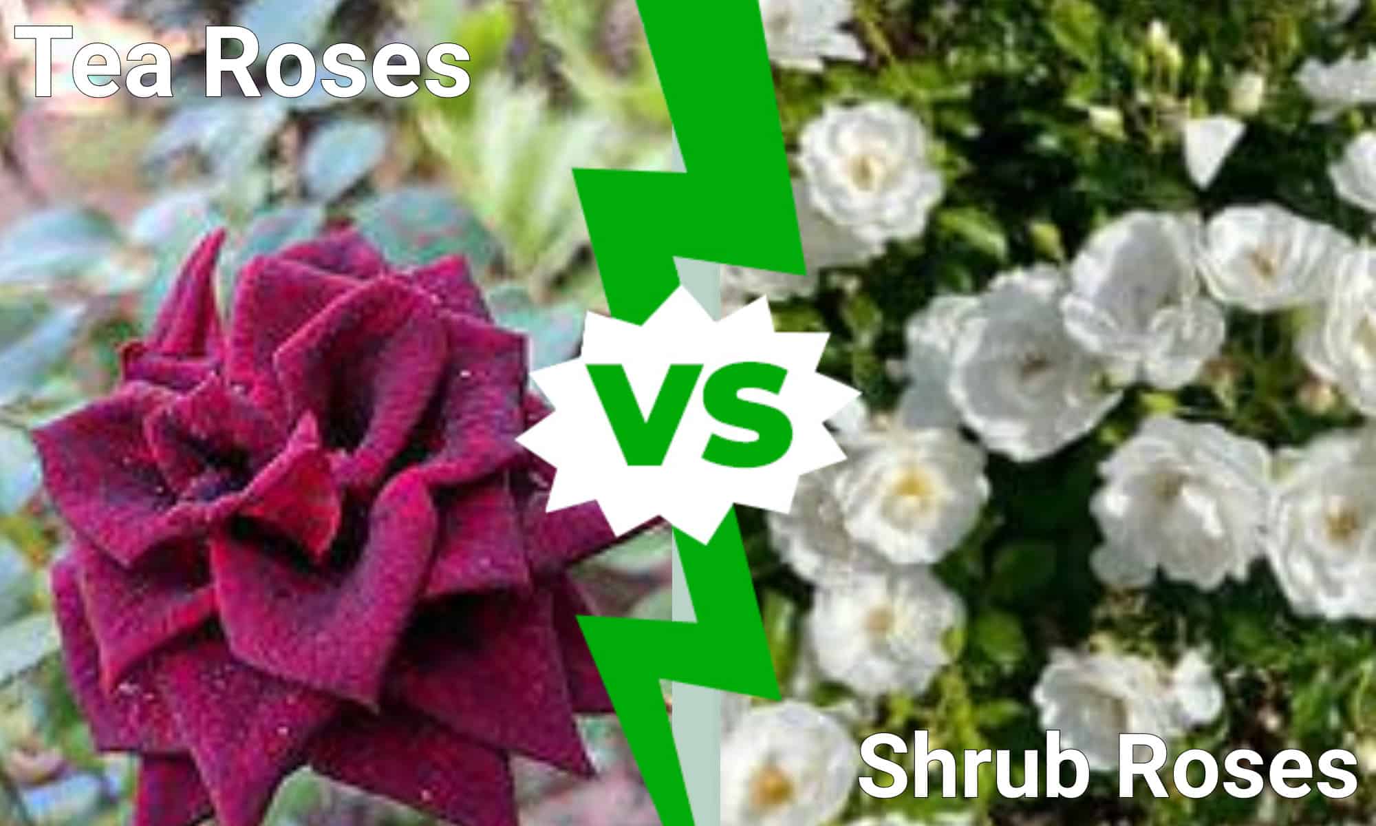 Rose Tea Vs Rose Ad Arbusto: 7 Differenze Chiave Da Conoscere