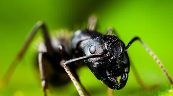 Formica carpentiere nera