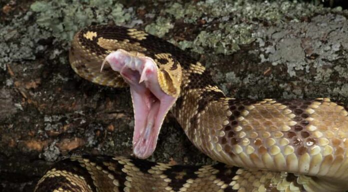 Un serpente a sonagli dalla coda nera, Crotalus molossus, che colpisce una preda o una minaccia