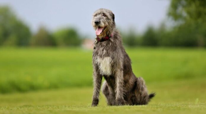 Wolfhound irlandese seduto al sole