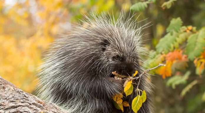 Primo piano di un porcospino nordamericano.  L'istrice è visibile al centro da appollaiato su un tronco che mangia un piccolo ramo di un albero con foglie ovali gialle.  Il porcospino è di fronte alla telecamera.  ma sto guardando il suo pasto.