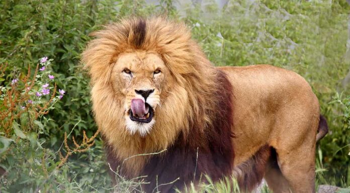 Zebra salva eroicamente il suo amico da un brutale attacco di leone in un video mozzafiato
