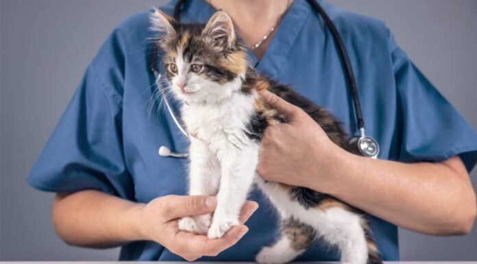 Veterinario che esamina un gattino