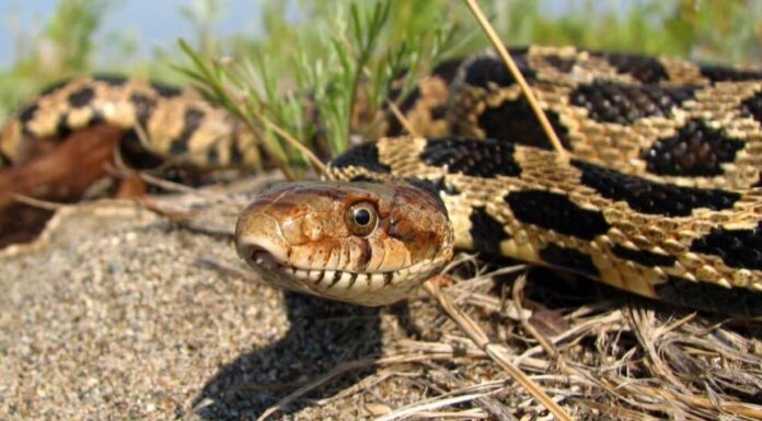 Serpente volpe orientale (Pantherophis gloydi)