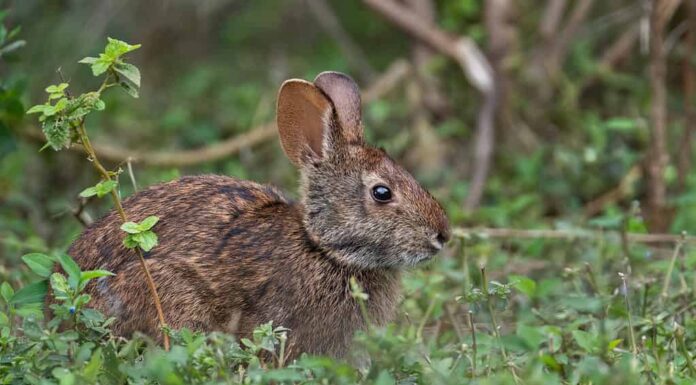 Coniglio di palude