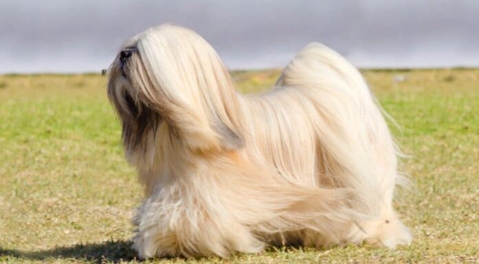 Lhasa Apso che cammina fuori