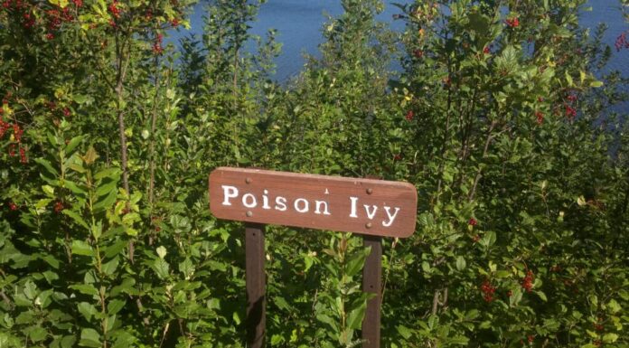 Un'insegna rettangolare in legno, dipinta di marrone con lettere bianche che descrivono l'edera velenosa.  Il segno sembra essere nel bel mezzo di una macchia di edera velenosa dall'aspetto selvaggio.