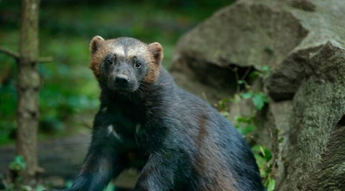 animali più puzzolenti - ghiottone