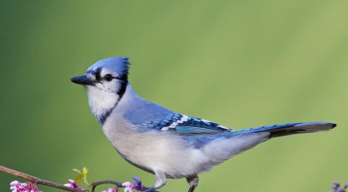 Blue Jay su Redbud orientale, vista laterale