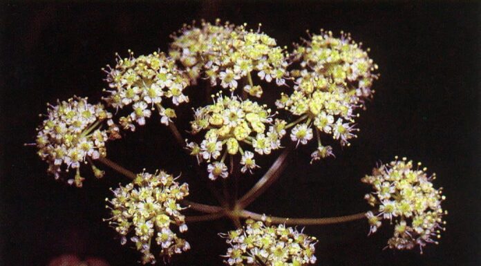 Cicuta douglasii, la cicuta d'acqua occidentale
