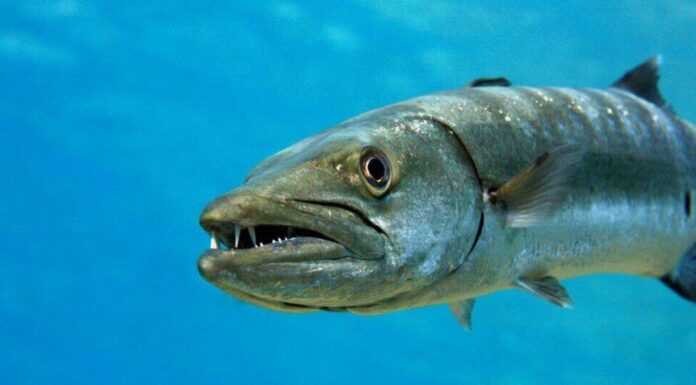 Animale aggressivo: Barracuda
