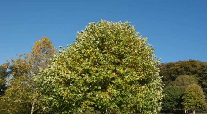 Albero di pioppo tulipano