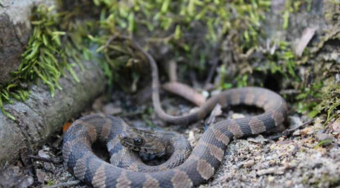 I laghi più infestati dai serpenti del Mississippi
