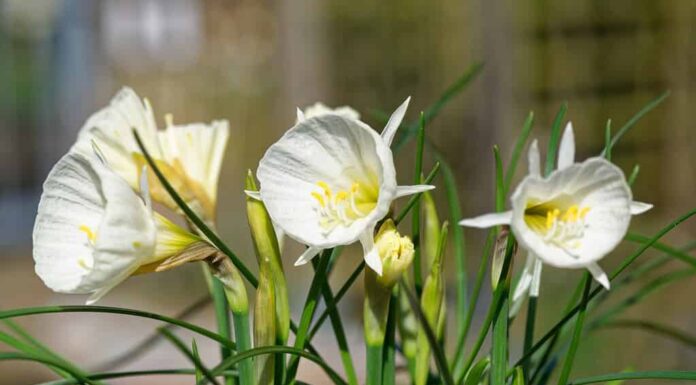 Narcisi Bulbocodium 'White Petticoat'
