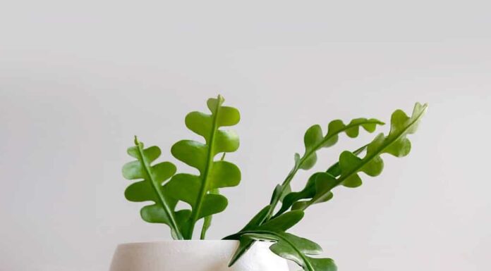 Pianta d'appartamento Fishbone Cactus conosciuta anche come la pianta Zig Zag e Epiphyllum Anguliger su uno scaffale di legno shabby chic.  Isolato su sfondo bianco, copyspace.  Primo piano sui suoi steli lunghi, verdi e ondulati.