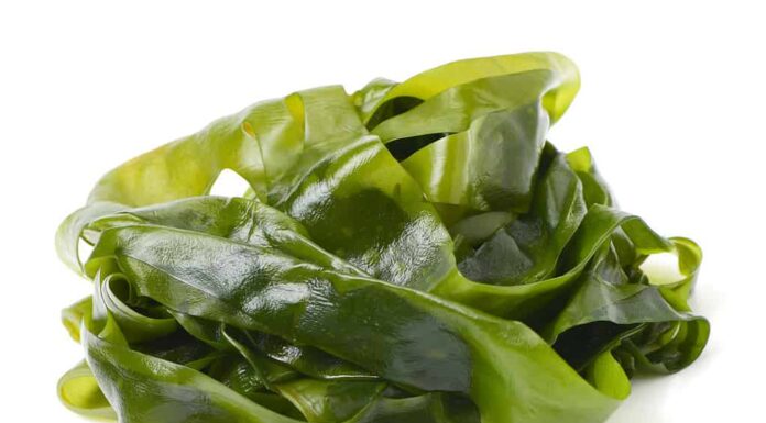  Alghe vs.  Alghe: 7 differenze chiave
