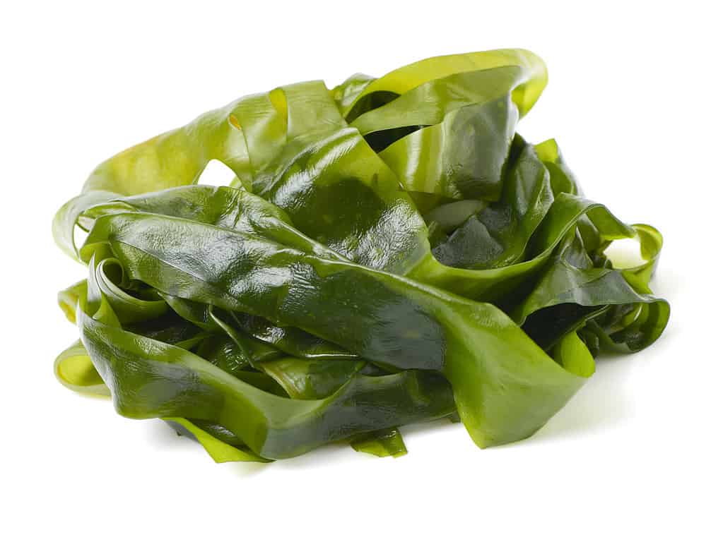 Alghe vs.  Alghe: 7 differenze chiave