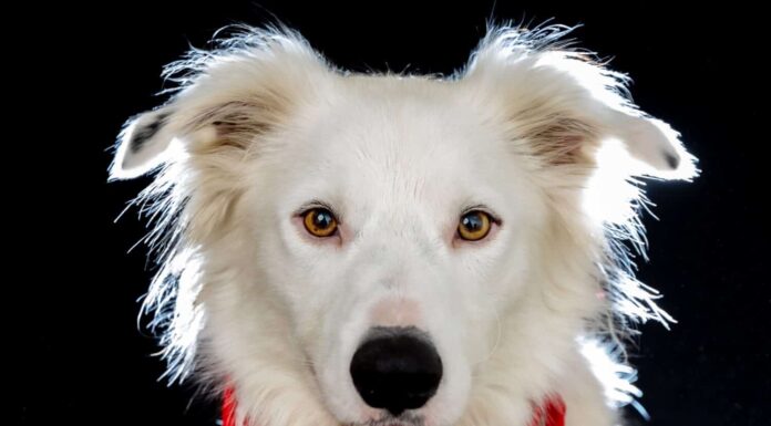 Border collie bianco e border collie tricolore