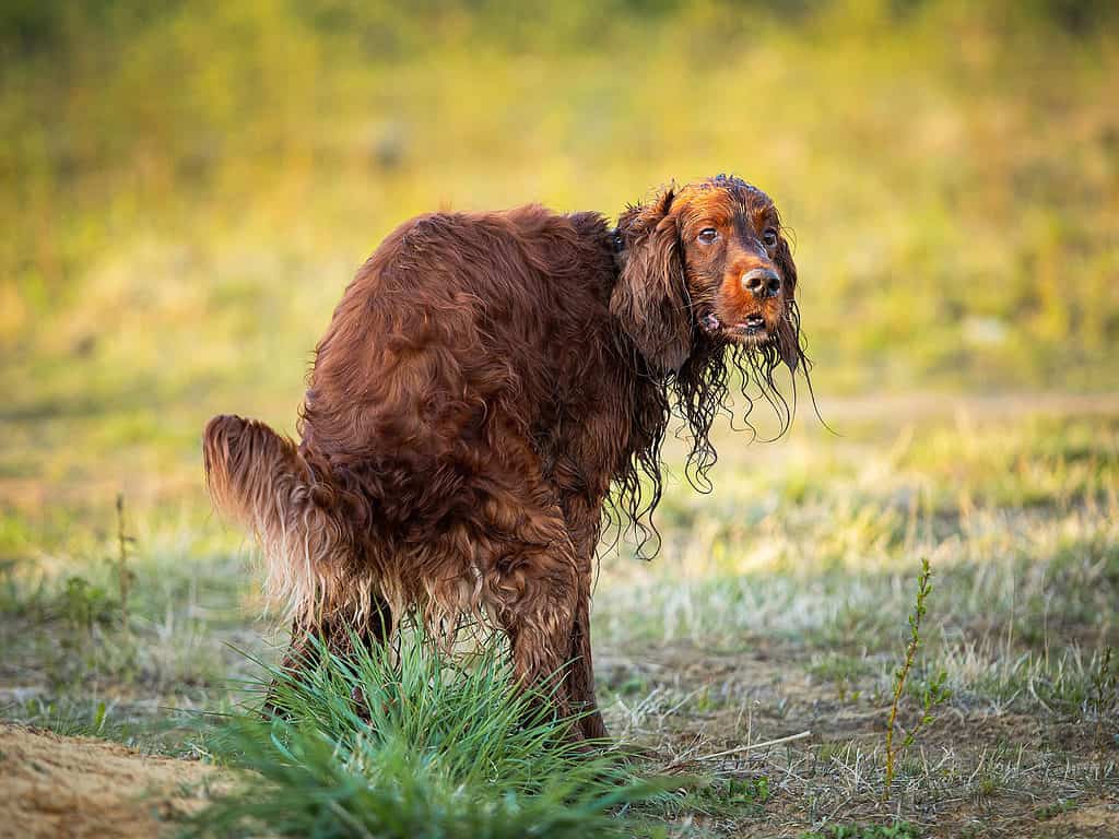Cane che fa la cacca fuori sull'erba