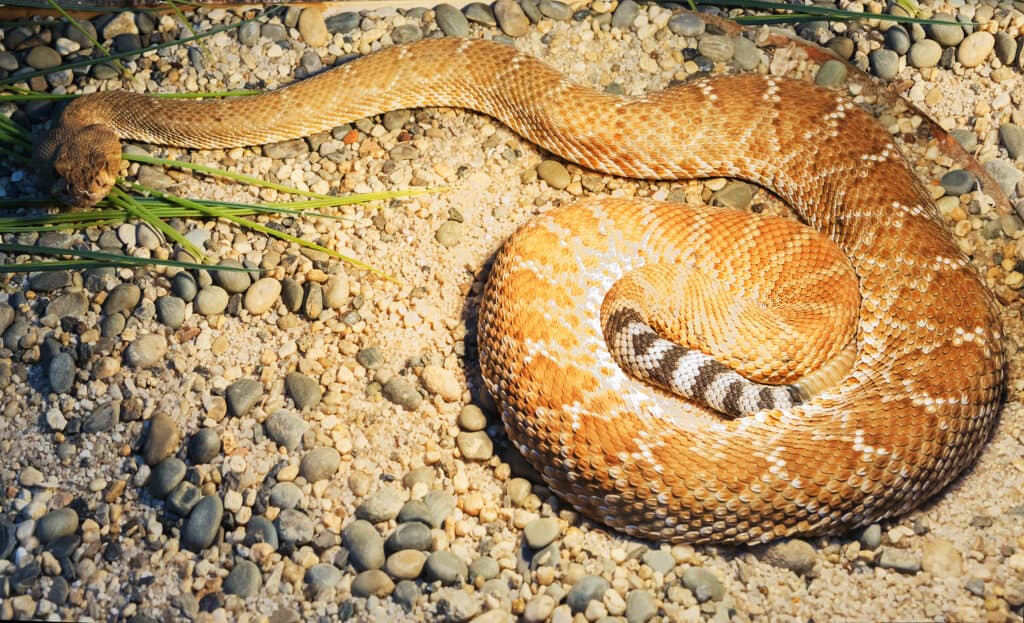 Red Diamondback Rattlesnake appoggiato a terra.