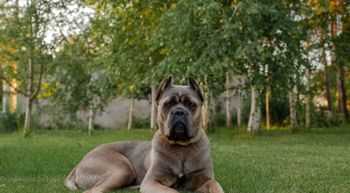 Ritratto di un cane corso italiano, colore formentino.  Sul prato verde.  Cane forte e potente.